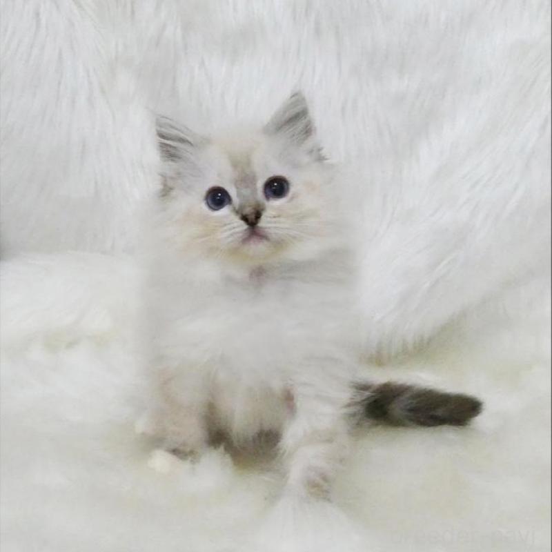 販売中の茨城県のラグドール-139971の4枚目