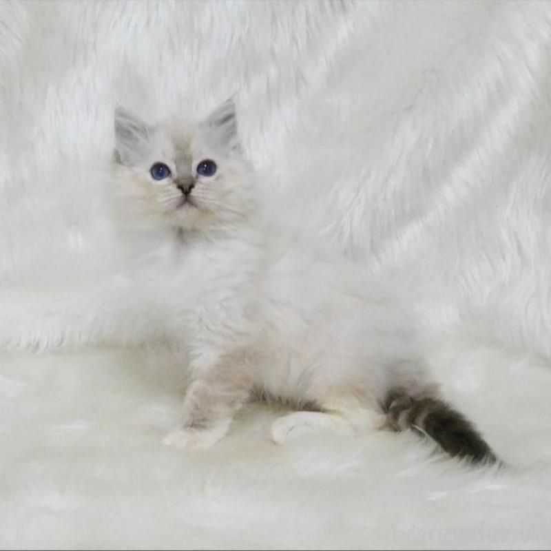 販売中の茨城県のラグドール-139971の3枚目