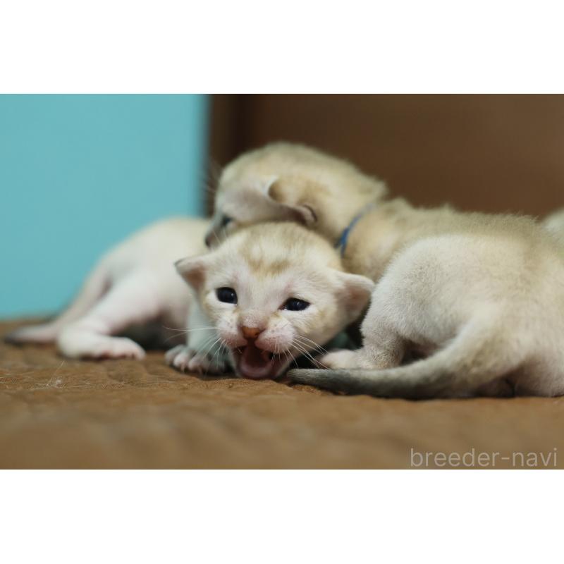 販売中の大阪府のシンガプーラ-139932の5枚目