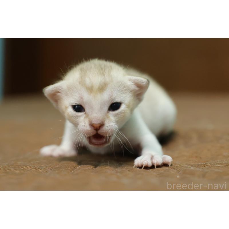 販売中の大阪府のシンガプーラ-139932の4枚目