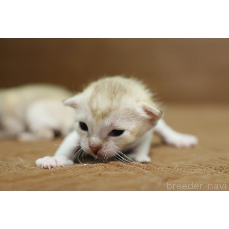 販売中の大阪府のシンガプーラ-139932の3枚目