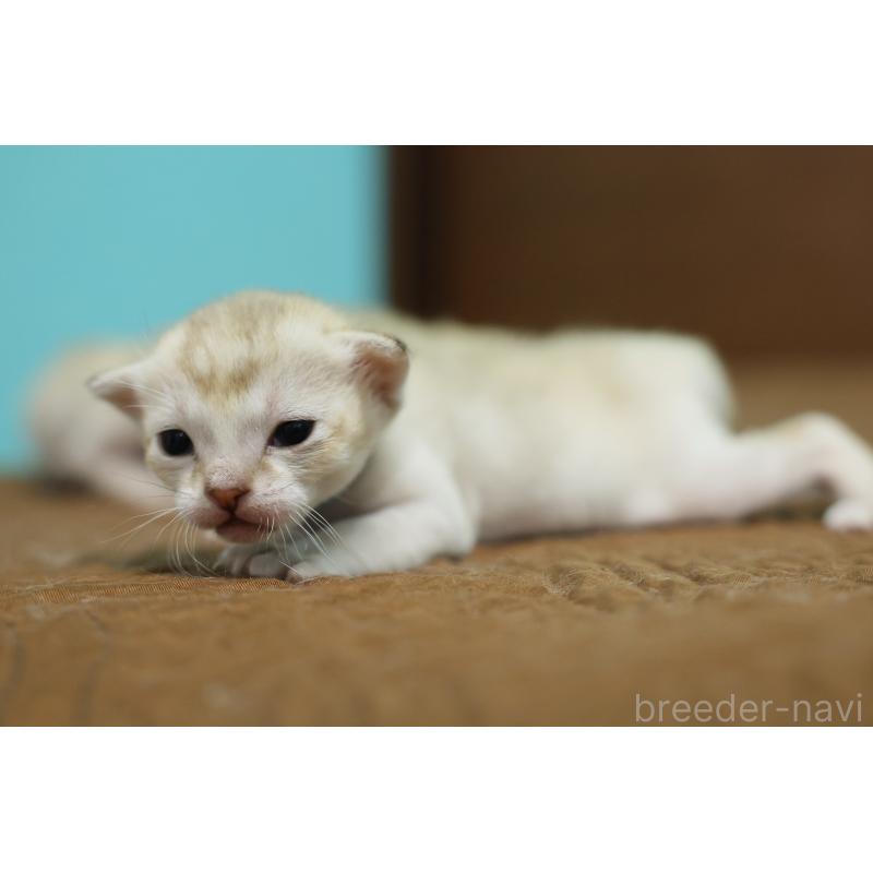 販売中の大阪府のシンガプーラ-139932の2枚目