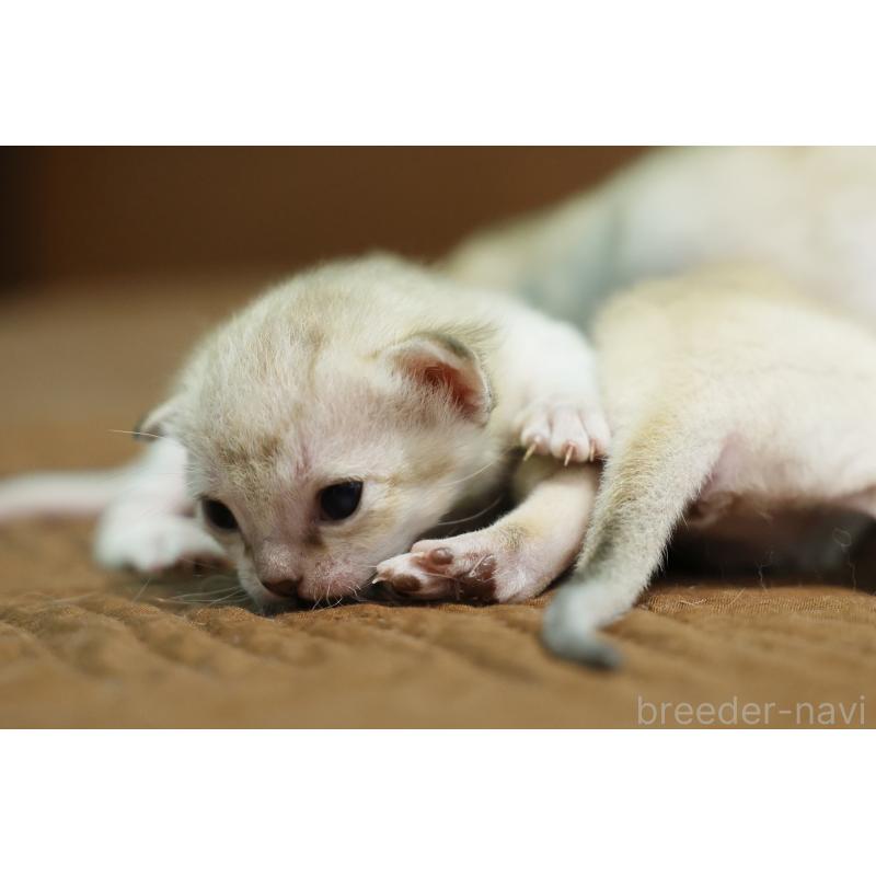 販売中の大阪府のシンガプーラ-139930の7枚目