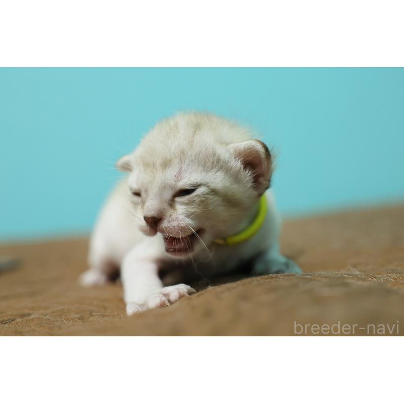 販売中の大阪府のシンガプーラ-139930の6枚目