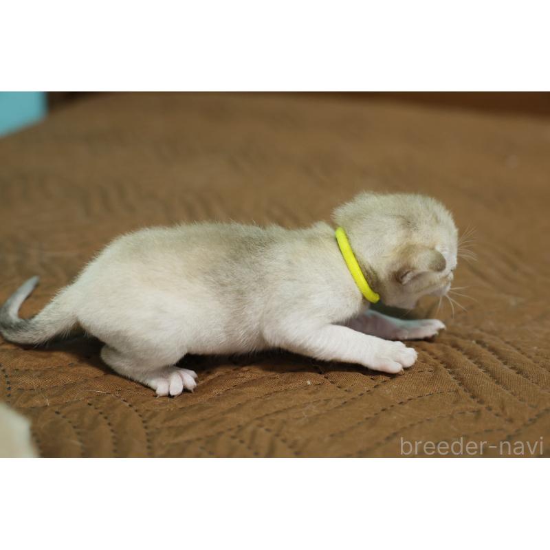 販売中の大阪府のシンガプーラ-139930の5枚目