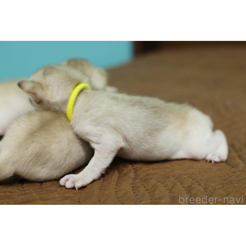 販売中の大阪府のシンガプーラ-139930の3枚目