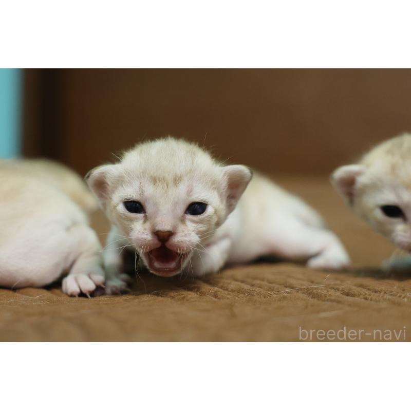 販売中の大阪府のシンガプーラ-139930の2枚目