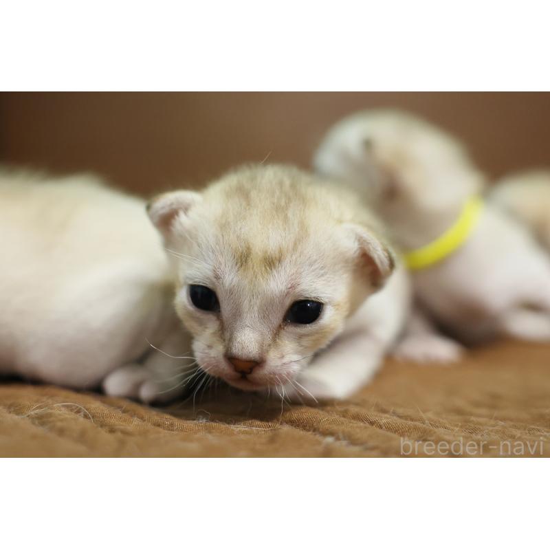 販売中の大阪府のシンガプーラ-139929の5枚目