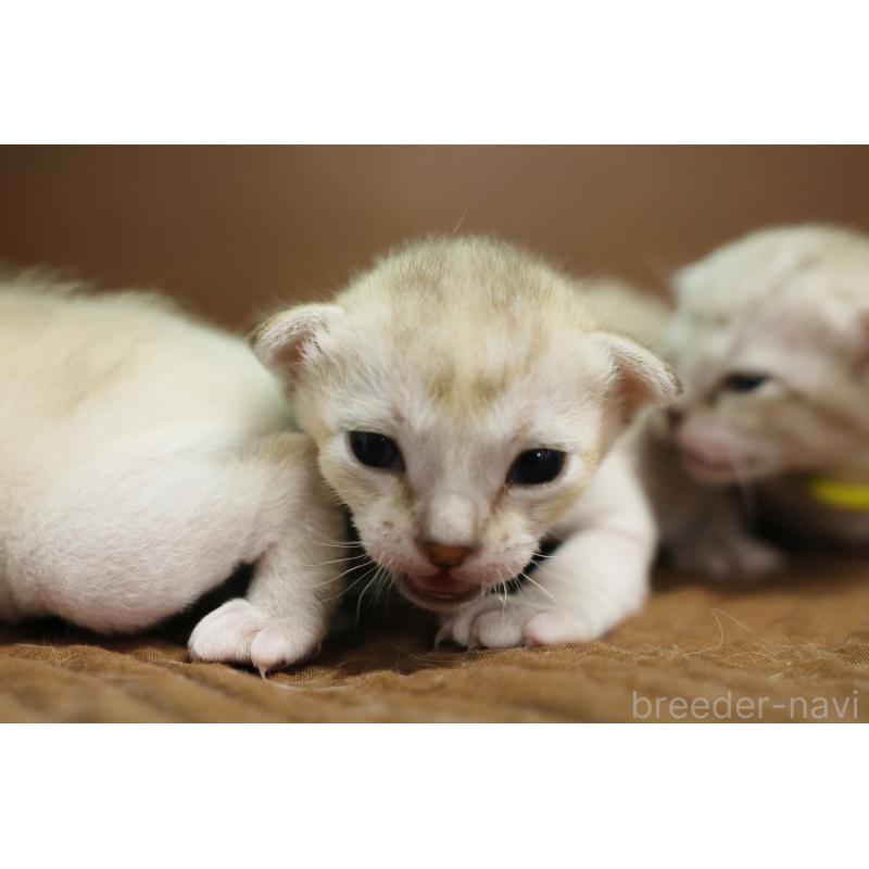 販売中の大阪府のシンガプーラ-139929の4枚目