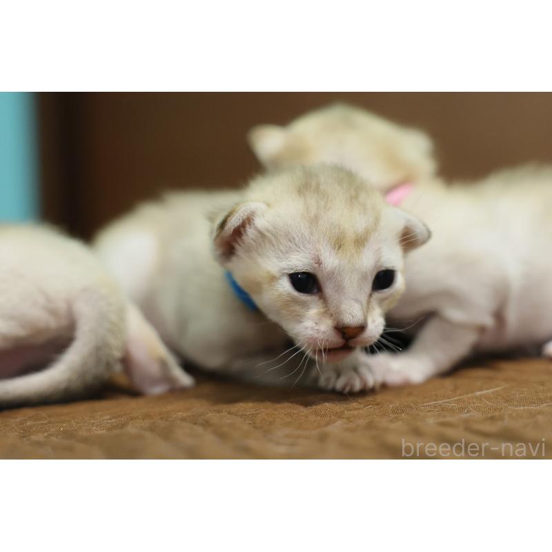 販売中の大阪府のシンガプーラ-139929の3枚目