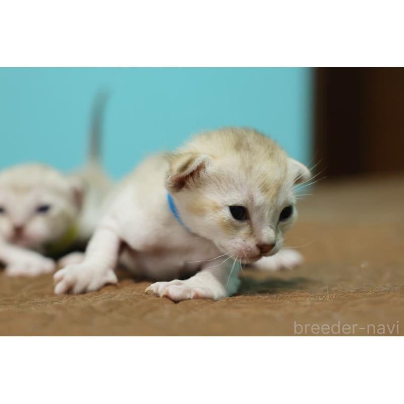 販売中の大阪府のシンガプーラ-139929の2枚目