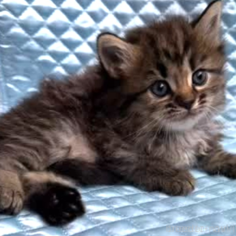 販売中の愛知県のマンチカン-139973の1枚目