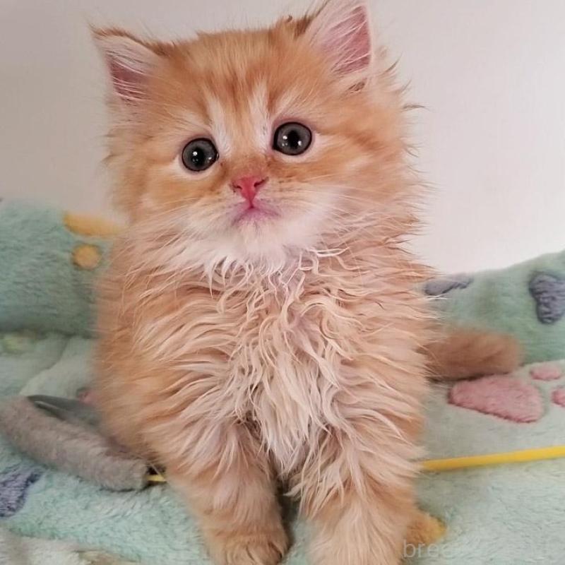 販売中の大阪府のマンチカン-139974