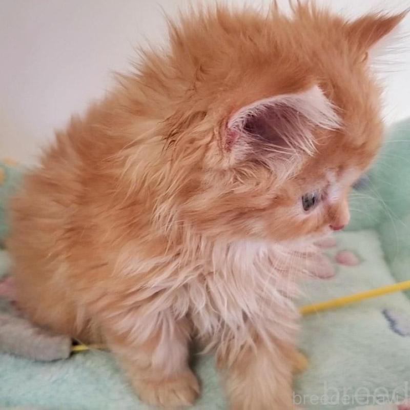 販売中の大阪府のマンチカン-139974の9枚目