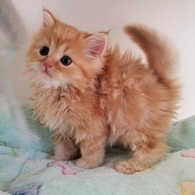 販売中の大阪府のマンチカン-139974の8枚目