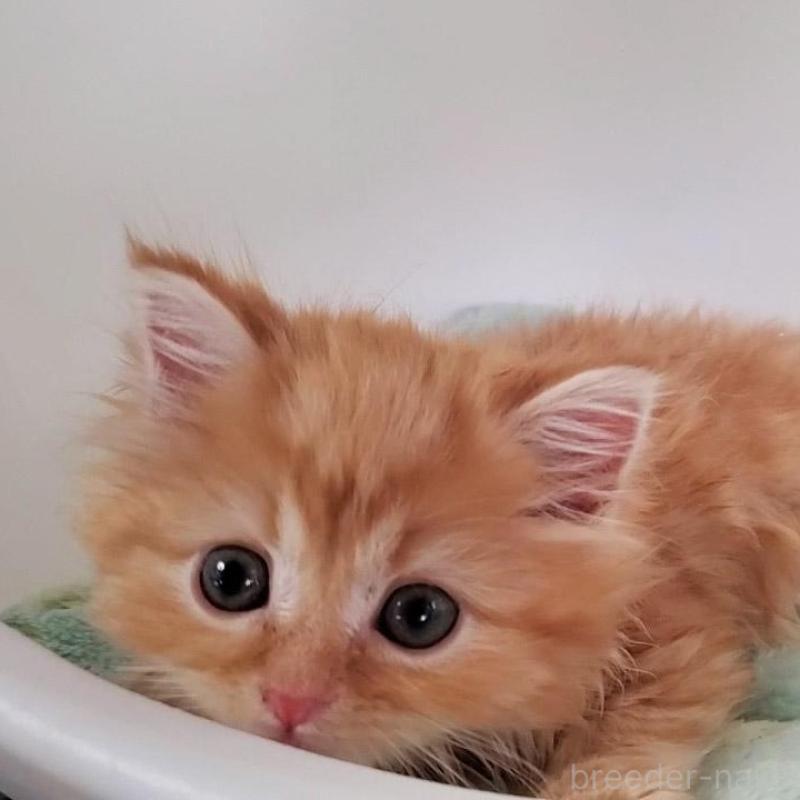 販売中の大阪府のマンチカン-139974の7枚目