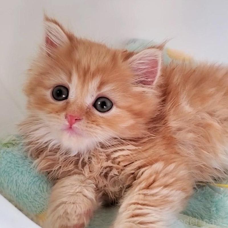 販売中の大阪府のマンチカン-139974の6枚目