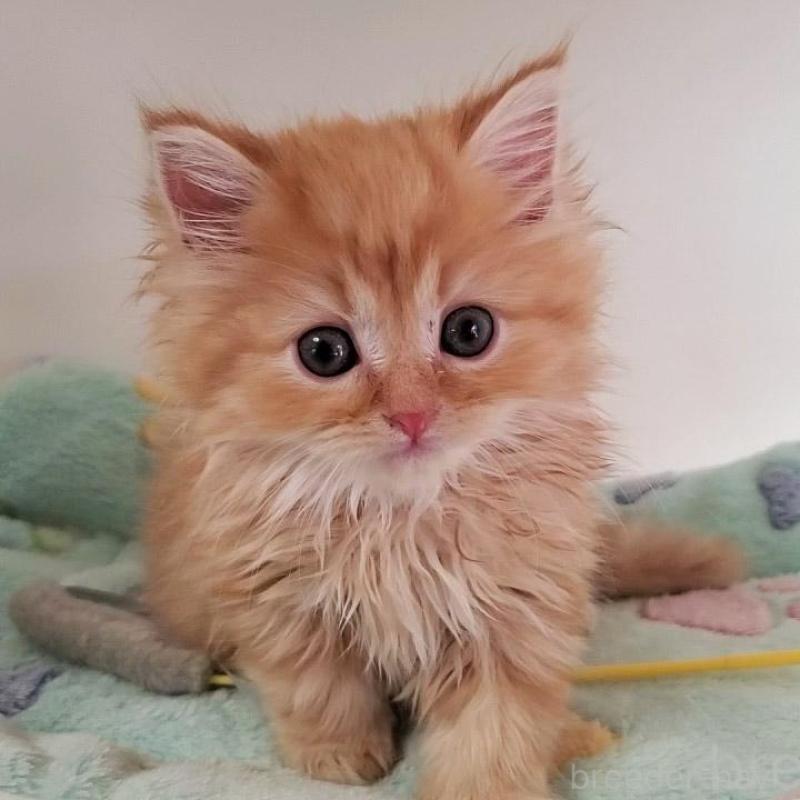 販売中の大阪府のマンチカン-139974の5枚目