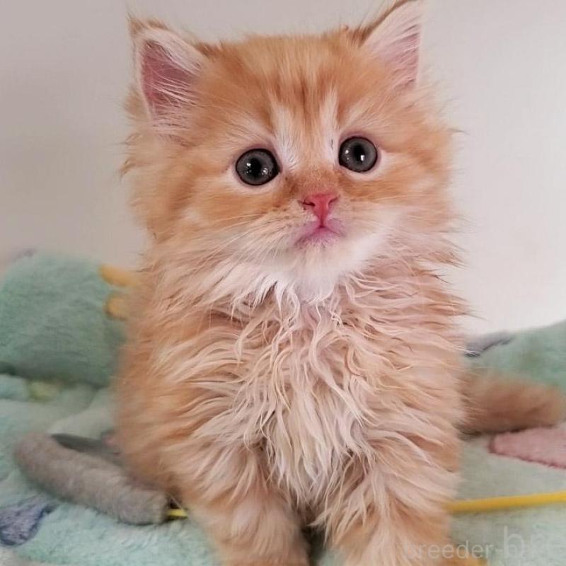 販売中の大阪府のマンチカン-139974の4枚目