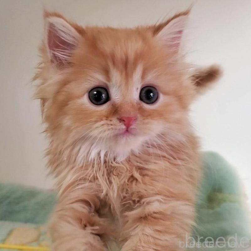 販売中の大阪府のマンチカン-139974の3枚目