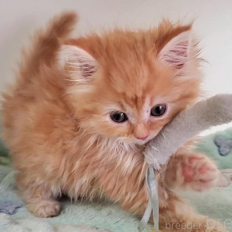 販売中の大阪府のマンチカン-139974の2枚目