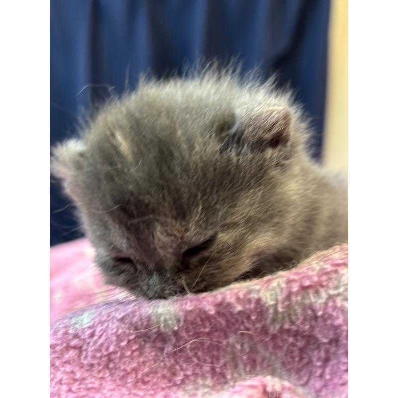 販売中の千葉県のアメリカンカール-139980の3枚目