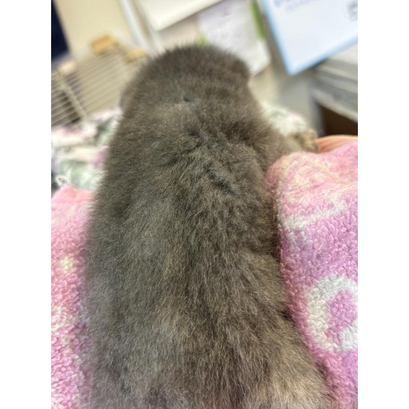 販売中の千葉県のアメリカンカール-139980の2枚目