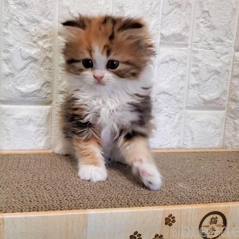 販売中の大阪府のミヌエット-139975の10枚目