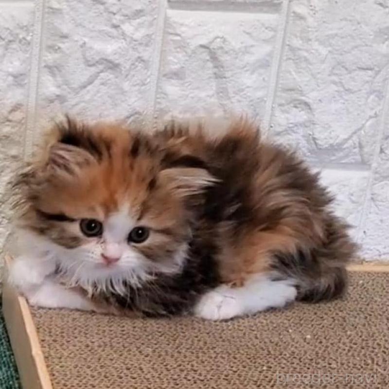 販売中の大阪府のミヌエット-139975の9枚目