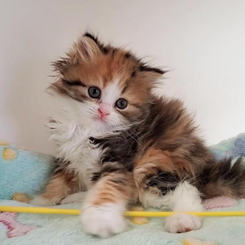 販売中の大阪府のミヌエット-139975の8枚目