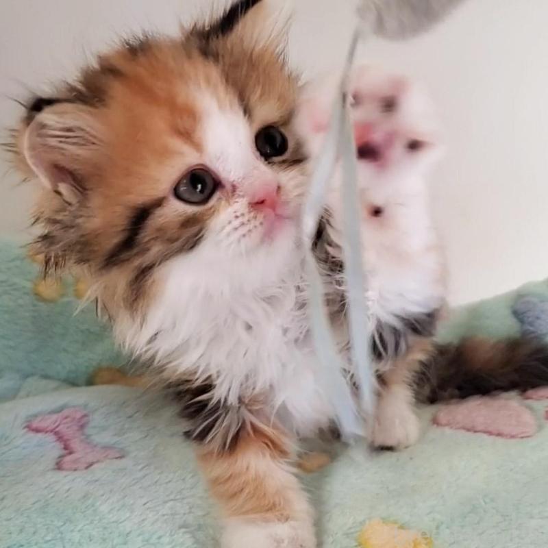 販売中の大阪府のミヌエット-139975の7枚目