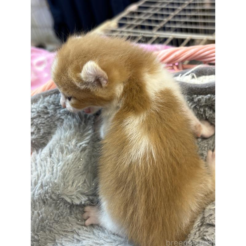 販売中の千葉県のアメリカンカール-139978の4枚目