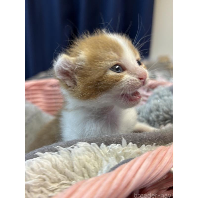 販売中の千葉県のアメリカンカール-139978の3枚目