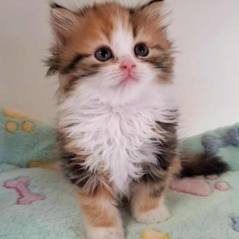 販売中の大阪府のミヌエット-139975の1枚目