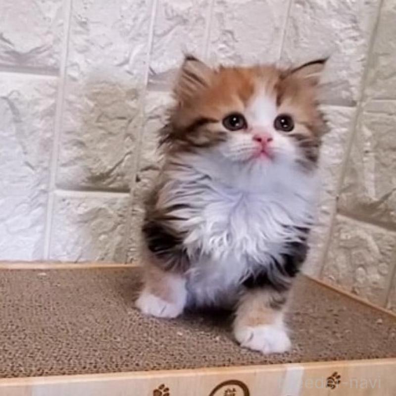 販売中の大阪府のミヌエット-139975の6枚目