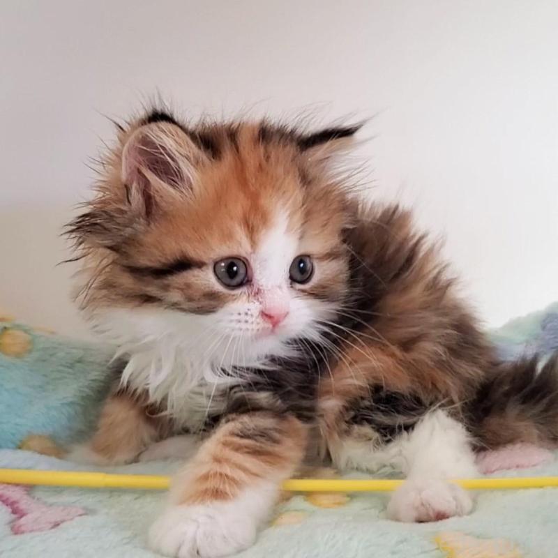 販売中の大阪府のミヌエット-139975の5枚目