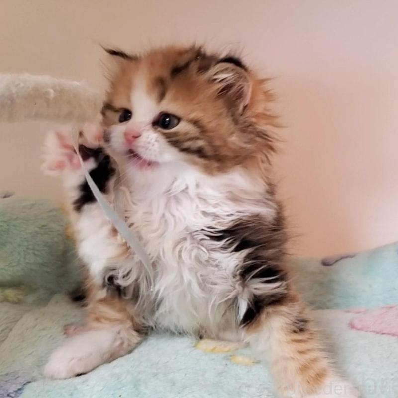 販売中の大阪府のミヌエット-139975の4枚目