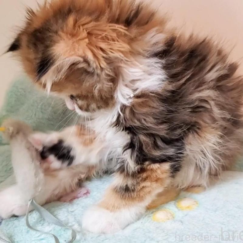 販売中の大阪府のミヌエット-139975の3枚目