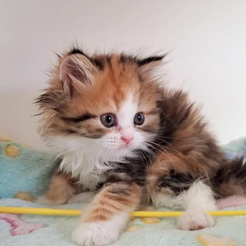 販売中の大阪府のミヌエット-139975の2枚目