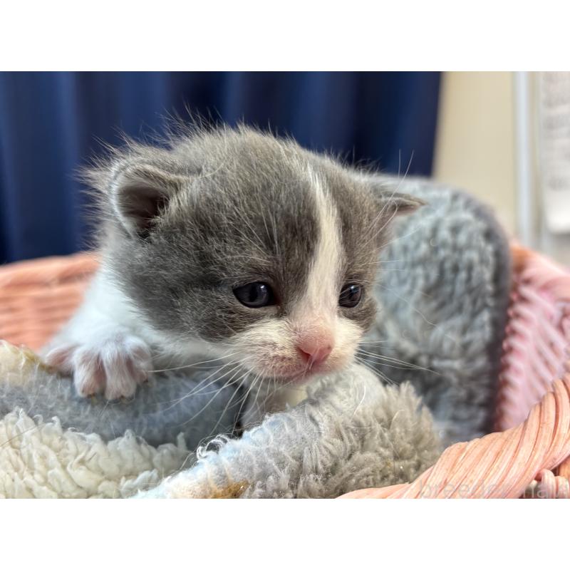 販売中の千葉県のブリティッシュショートヘア-139983の3枚目