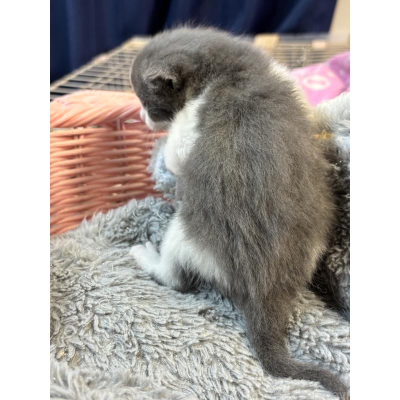 販売中の千葉県のブリティッシュショートヘア-139983の2枚目