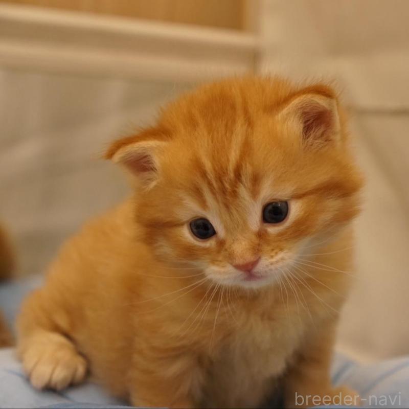 販売中の長野県のサイベリアン-139976の5枚目