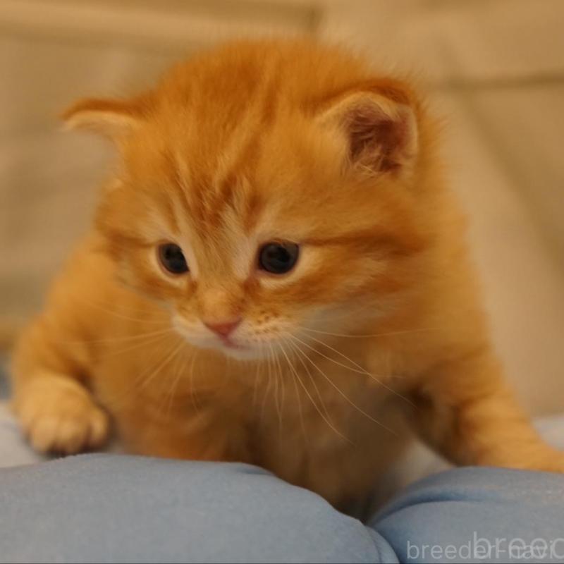 販売中の長野県のサイベリアン-139976の4枚目