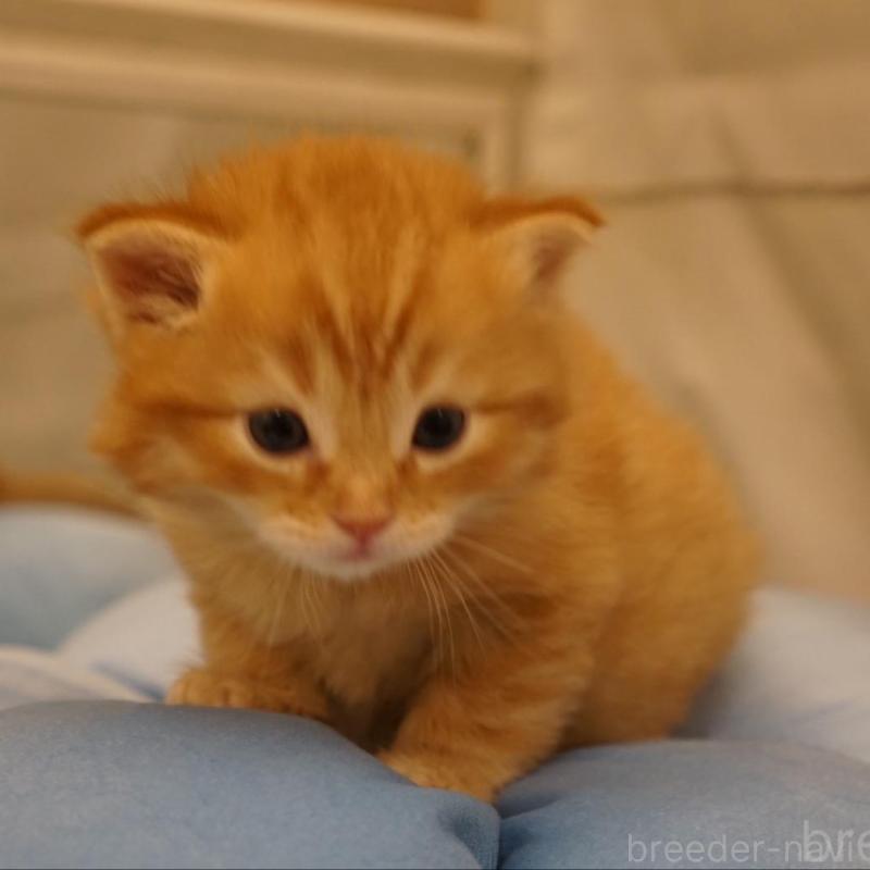 販売中の長野県のサイベリアン-139976の3枚目