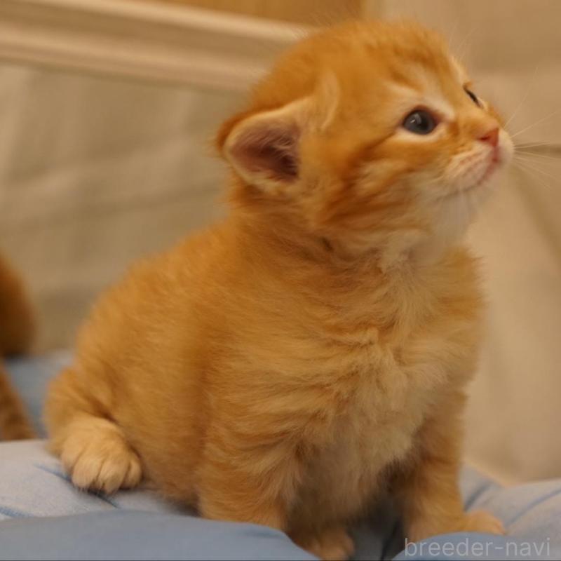 販売中の長野県のサイベリアン-139976の2枚目