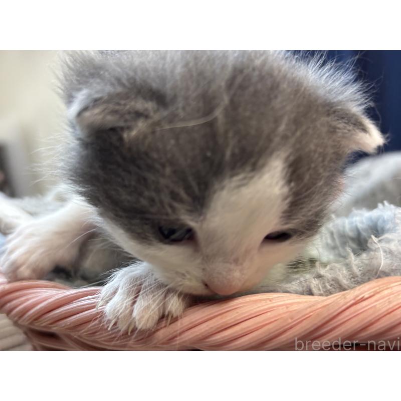 販売中の千葉県のブリティッシュショートヘア-139982の3枚目