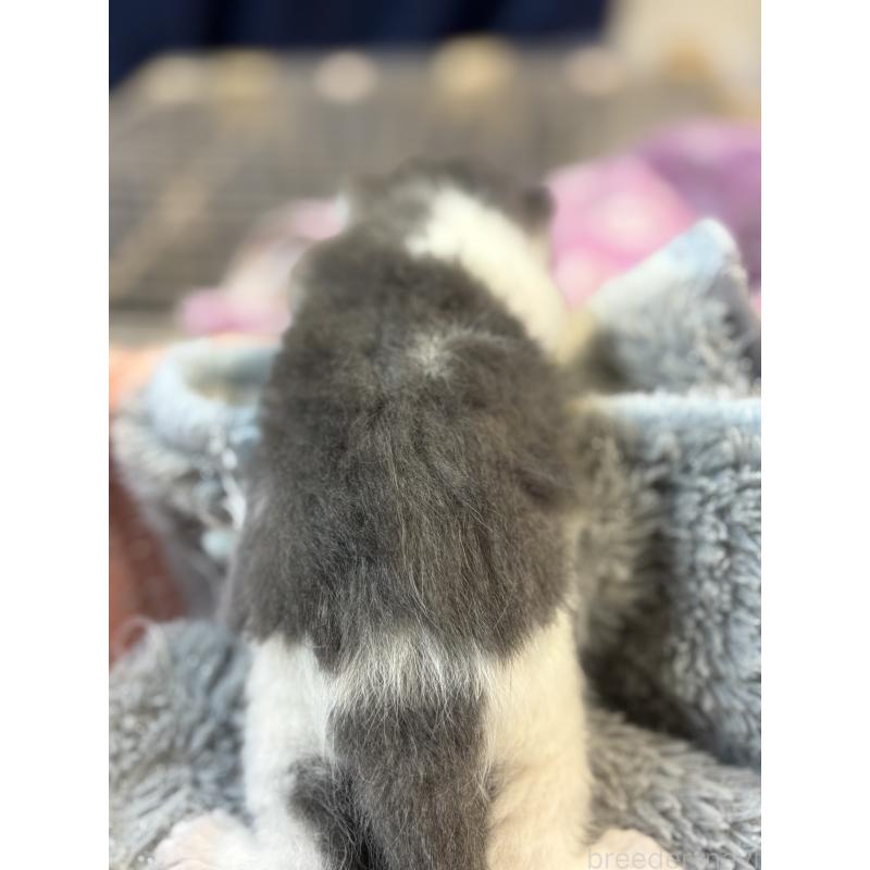 販売中の千葉県のブリティッシュショートヘア-139982の2枚目