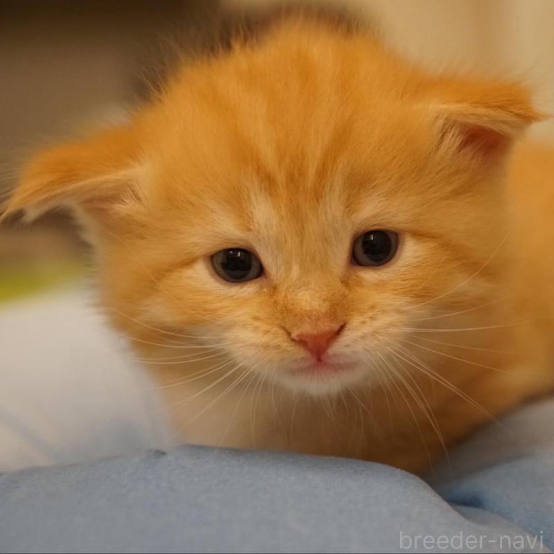 販売中の長野県のサイベリアン-139977