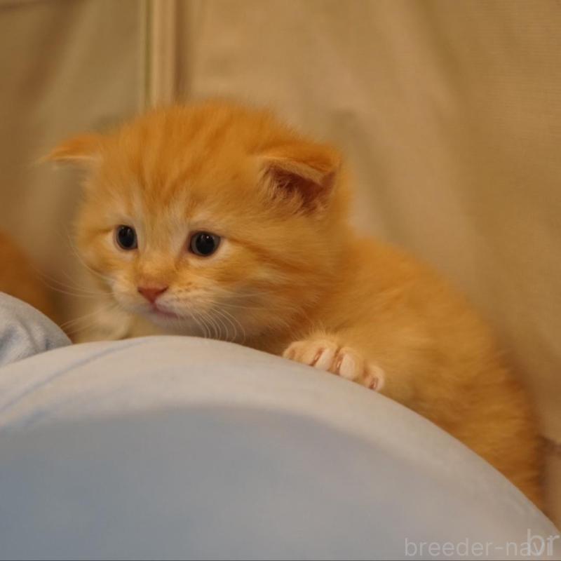 販売中の長野県のサイベリアン-139977の3枚目