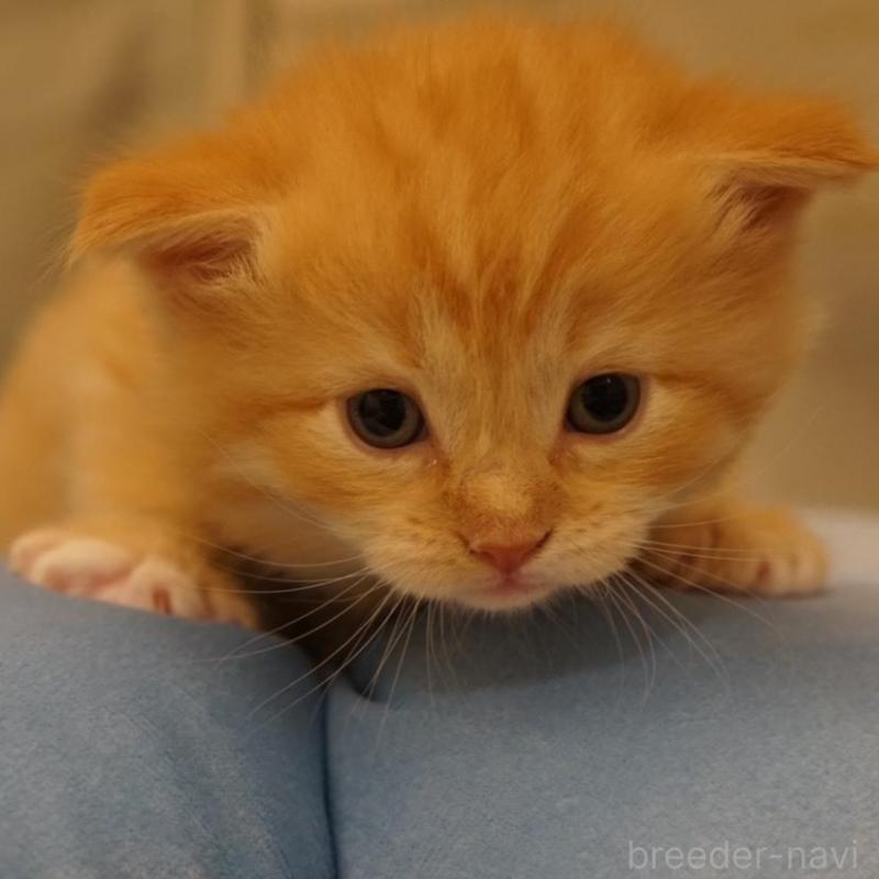 販売中の長野県のサイベリアン-139977の2枚目